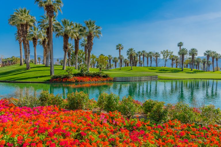 Palm Trees line a green belt and pond in Palm Springs, California